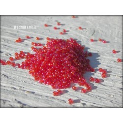 Rocailles Miuki 15/0 Transparent red ab ( 0254 )